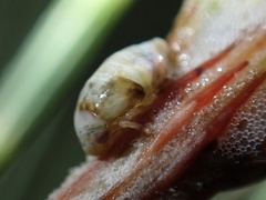 Clastoptera undulata