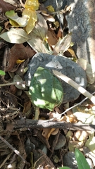 Agalychnis dacnicolor