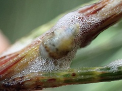 Clastoptera undulata