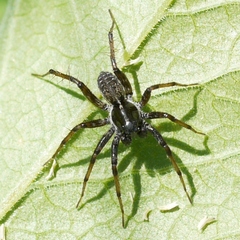 Pardosa moesta