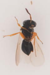 Platygastroidea