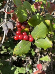 Rhamnus ilicifolia