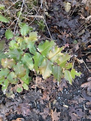 Berberis aquifolium