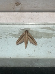 Theretra silhetensis