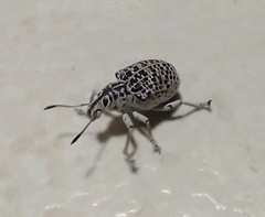 Cydianerus latruncularius