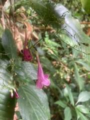 Strobilanthes hamiltoniana