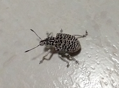 Cydianerus latruncularius