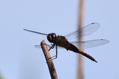 Tramea abdominalis