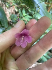 Strobilanthes hamiltoniana