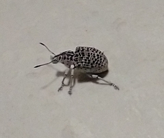 Cydianerus latruncularius