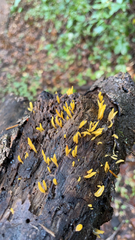 Calocera cornea