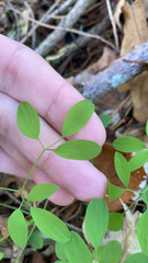 Ceratocapnos claviculata