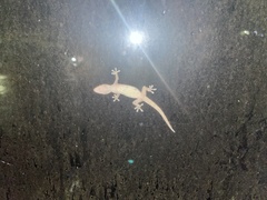 Hemidactylus frenatus