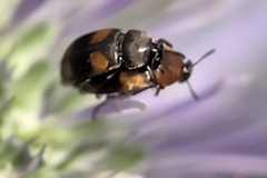 Coleoptera