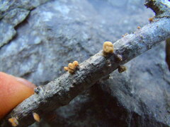 Macrotyphula contorta