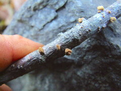 Macrotyphula contorta