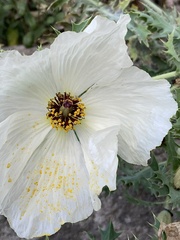 Argemone platyceras