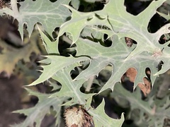 Argemone platyceras