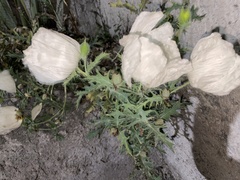 Argemone platyceras