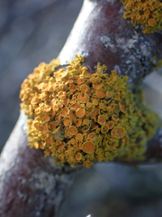 Polycauliona polycarpa
