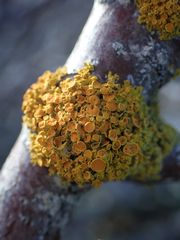 Polycauliona polycarpa