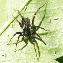 Pardosa moesta