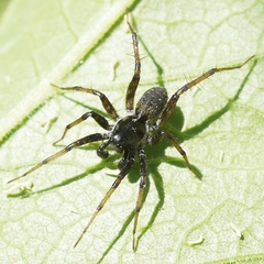 Pardosa moesta