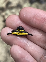 Gasteracantha hecata
