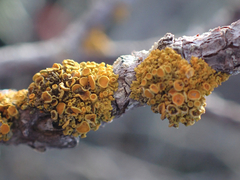Polycauliona polycarpa