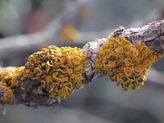 Polycauliona polycarpa