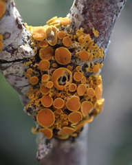 Polycauliona polycarpa
