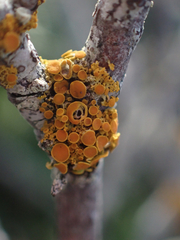 Polycauliona polycarpa