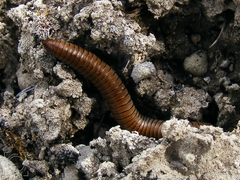 Ommatoiulus rutilans