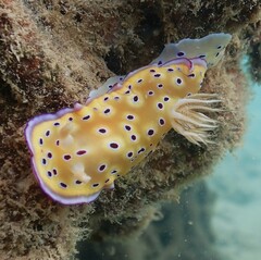 Goniobranchus kuniei