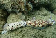 Hypselodoris tryoni