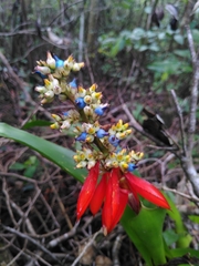 Aechmea mertensii
