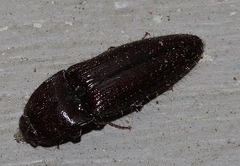 Hapatesus hirtus