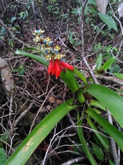 Aechmea mertensii