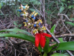 Aechmea mertensii