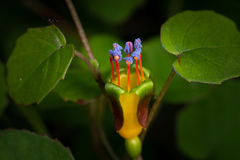 Fuchsia procumbens