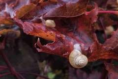 Cepaea hortensis