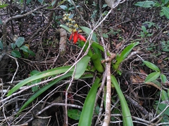 Aechmea mertensii