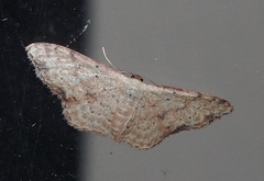 Idaea halmaea