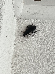 Drymaplaneta communis