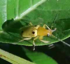 Metaxyonycha tetrasticta