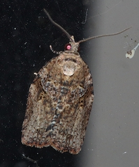 Epiphyas postvittana