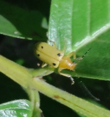 Metaxyonycha tetrasticta