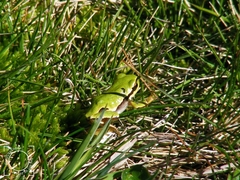 Hyla molleri