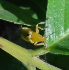 Metaxyonycha tetrasticta