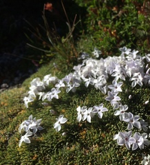 Phlox pulvinata
